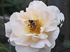 0812_5013b rose and bee.jpg