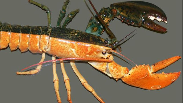 Langosta con Ginandromorfismo