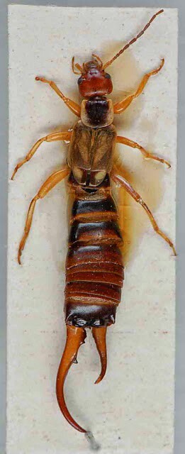Dermaptero con Ginandromorfismo