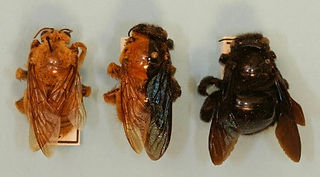 Apidae con Ginandromorfismo