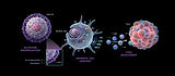Dendritic cell ignition diagram showing cGAS-STING pathway.