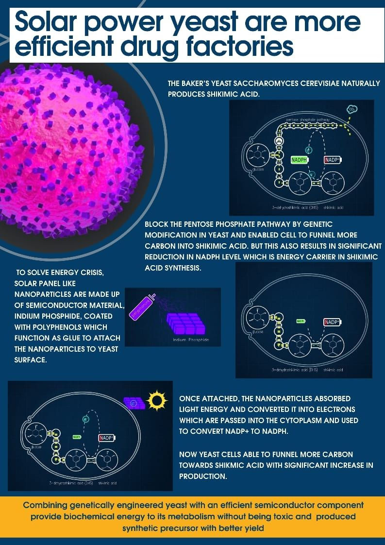 Diagram of yeast cells producing shikimic acid with nanoparticles