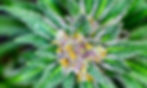 Cannabis-Trichomes-How-Cannabinoids-terpenes-And-Flavonoids-Are-Made.jpg