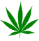 Cannabis_leaf.svg.png