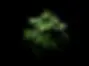 marijuana-1036610200.webp