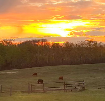 Highlands grazing sunrise_edited_edited.jpg