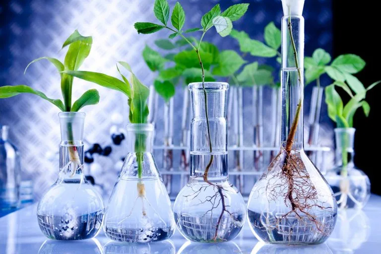 Genetically-Modified-Plants-Concept-768x512.webp