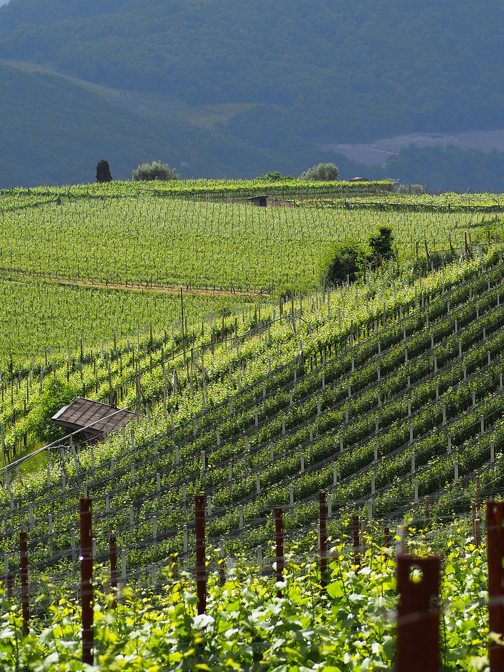 Walking around the village of Caldaro