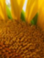 Sunflower fields in Tuscany