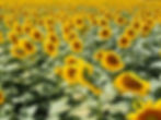 Sunflower fields in Tuscany