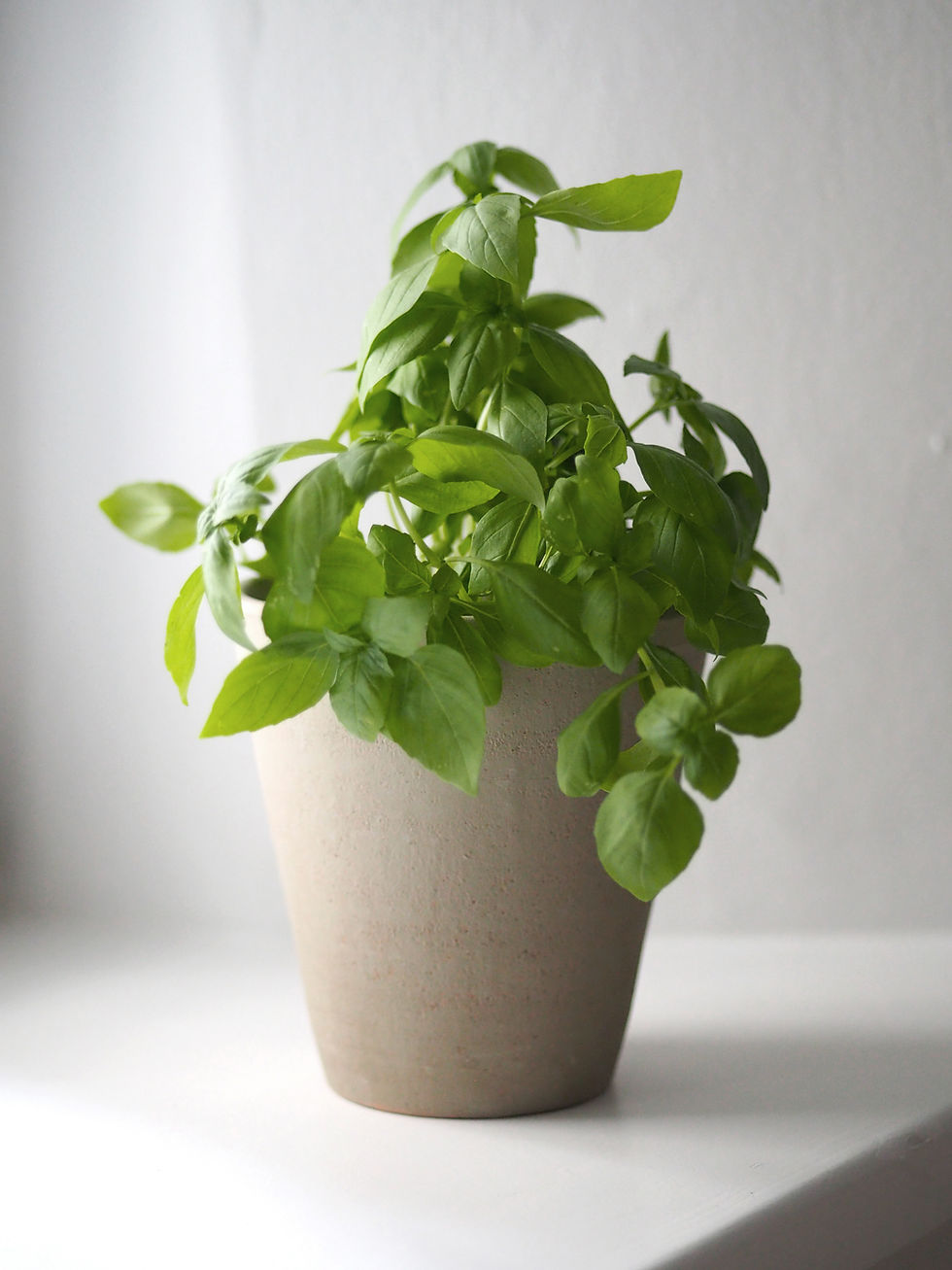 Fresh basil