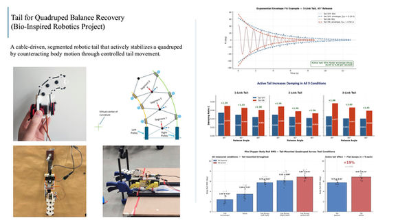 Cable-Driven Tail for Quadruped Balance Recovery