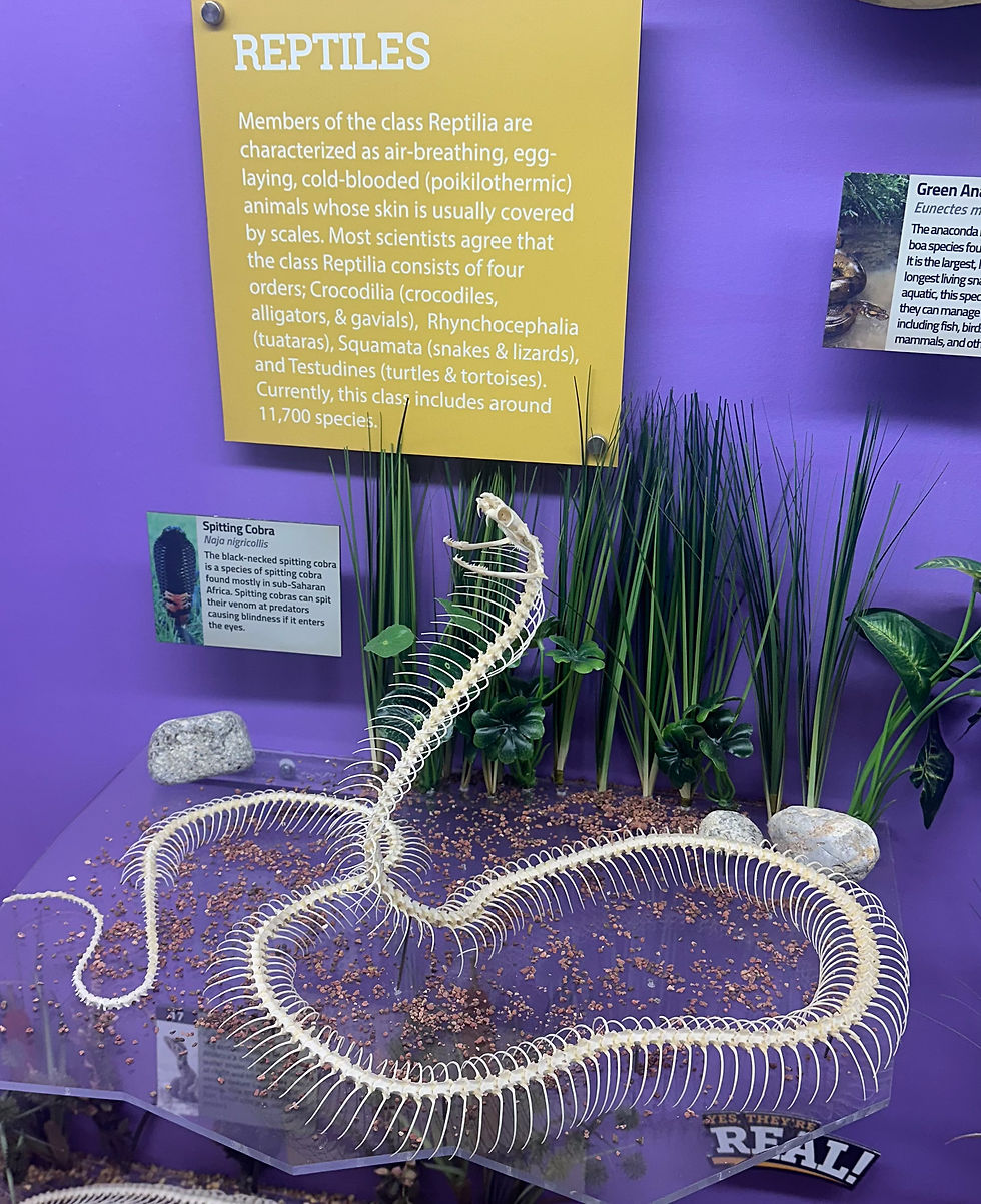 I never thought about how many bones a snake would have!! We learned that humans have 1) the same number of neck bones as a giraffe, 2) one more bone than a horse, and much more.