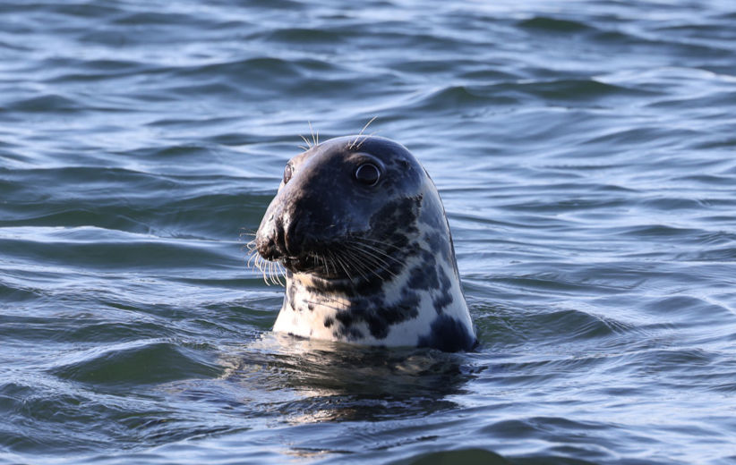 After navigating around some islands, our first sight was a reef where gray and harbor seals were resting and swimming