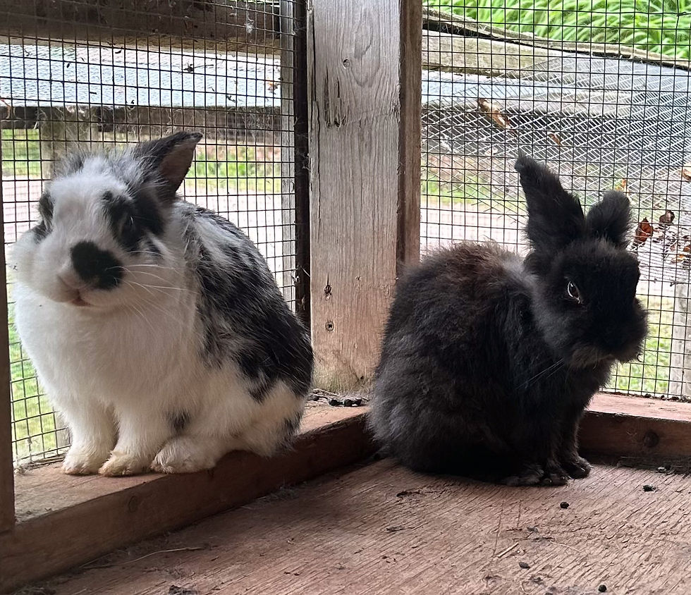 They had bunnies (colors of Nosey and Triscuit!), 2 sheep that I petted, 1 llama, and 2 goats