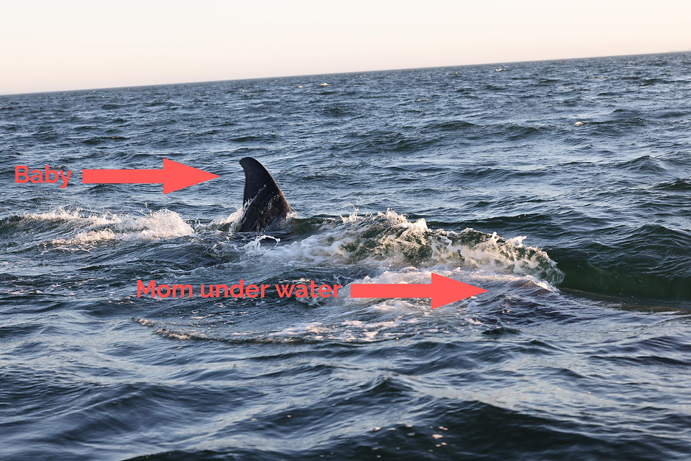 We observed a fin whale (2nd largest) and her calf for about 20 minutes (before we had to head in). The calf seemed curious, swimming toward and with us (~15’ away at one point).