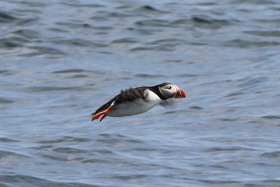 Puffins are Bald Eagle prey so they take flight when the eagles do!