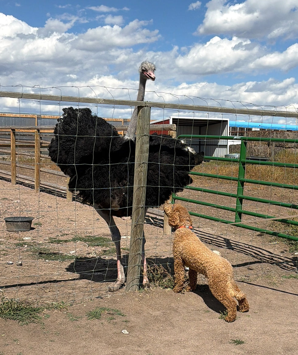 Teddy met some of the other animals there before...