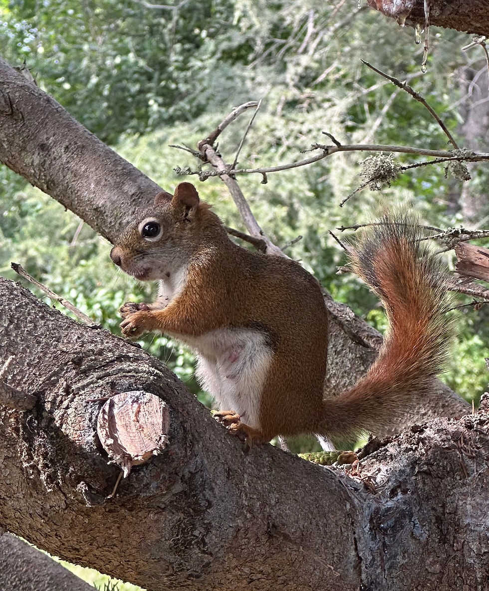 That evening, we saw this cute squirrel in the tree next to our RV. I guess word is getting around that we want to see more wildlife!!