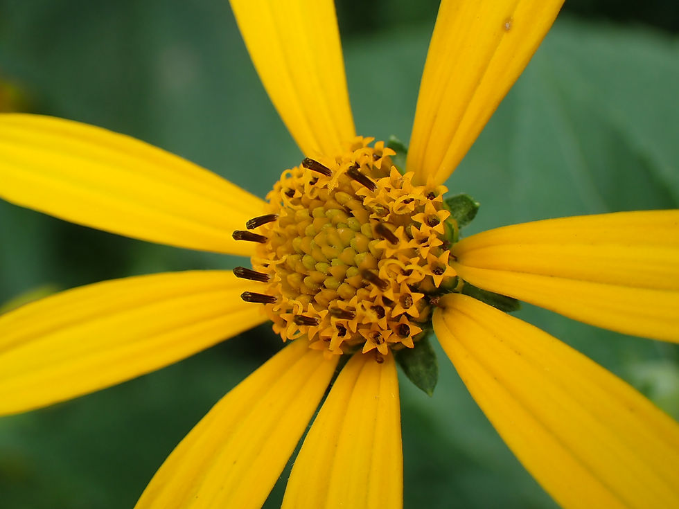 OM System TG-7 macro photo