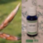 Extrait macérât mère concentré de bourgeons Hêtre (Fagus sylvatica) Gemmothérapie biologique PRODUCTEUR