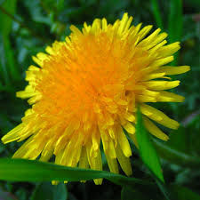 Miniaturbild: Flacon teinture mère de Pissenlit bio | Flacon d'alcoolature de Taraxacum officinalis biologique | Essentiel Producteur