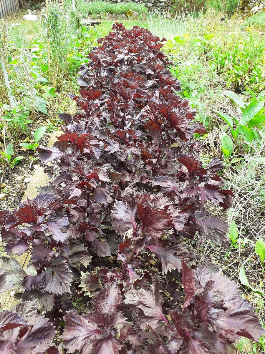 Miniaturbild: Flacon de teinture mère de Shiso bio | Flacon hydrolat Perilla frutescens biologique | Essentiel Producteur