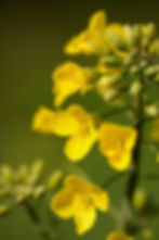 elixir floral moutarde bio fleurs de bach renaissance florithérapie production artisanale haute qualité vibratoire