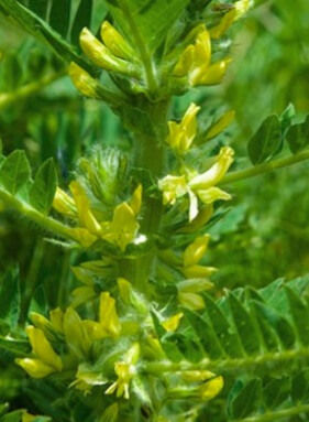 Miniaturbild: Flacon de teinture mère Astragale de chine bio | Flacon d'alcoolature d' Astragale biologique | Essentiel Producteur