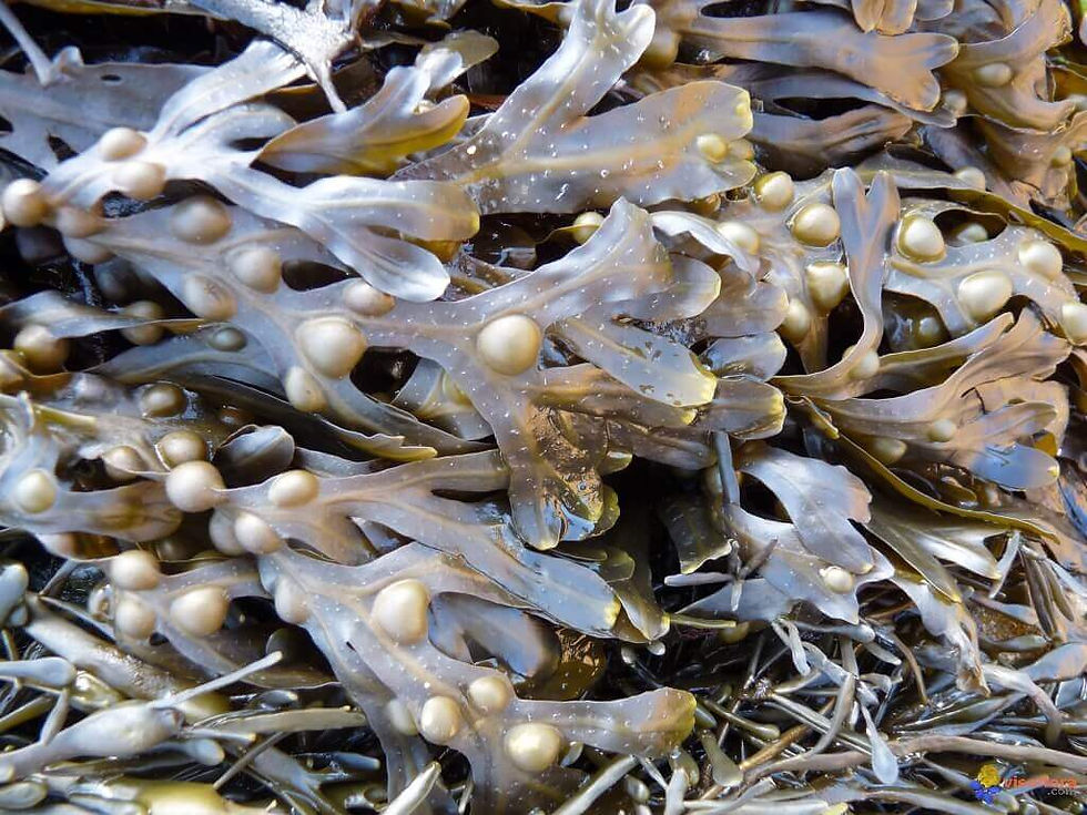 Miniaturbild: Flacon de teinture mère de Fucus bio | Flacon d' Alcoolature de Fucus vesiculosus biologique | Essentiel Producteur