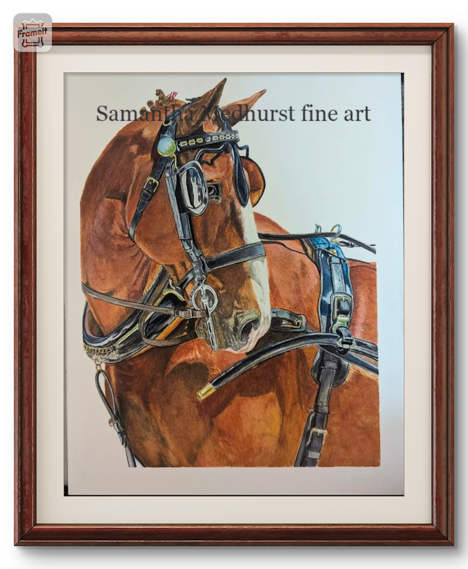hackney harness horse