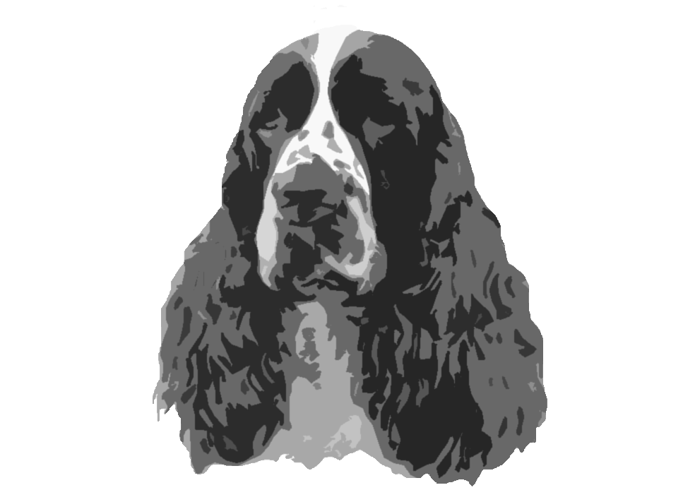 Spaniel test1.gif