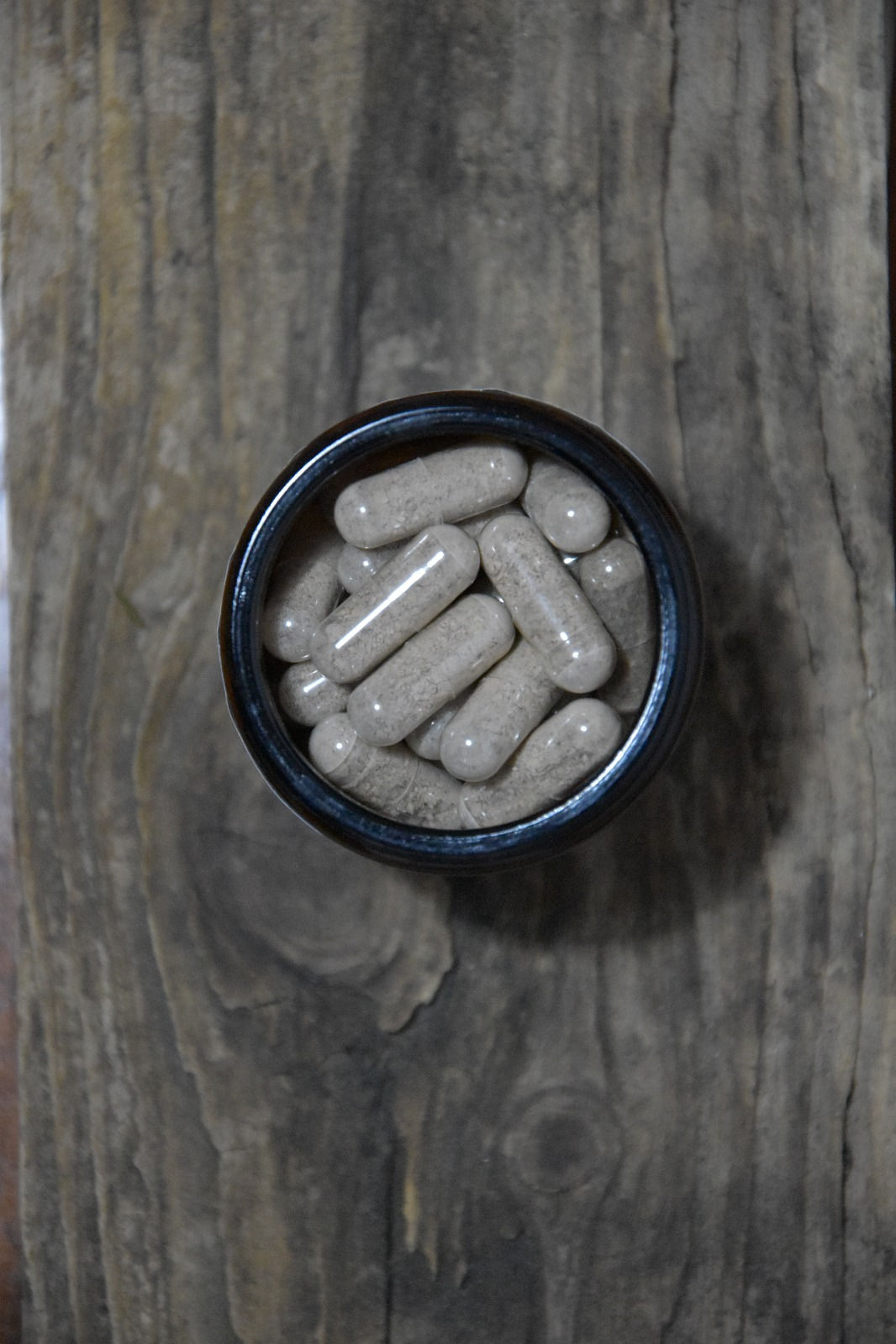 Coriolus versicolor in Kapseln