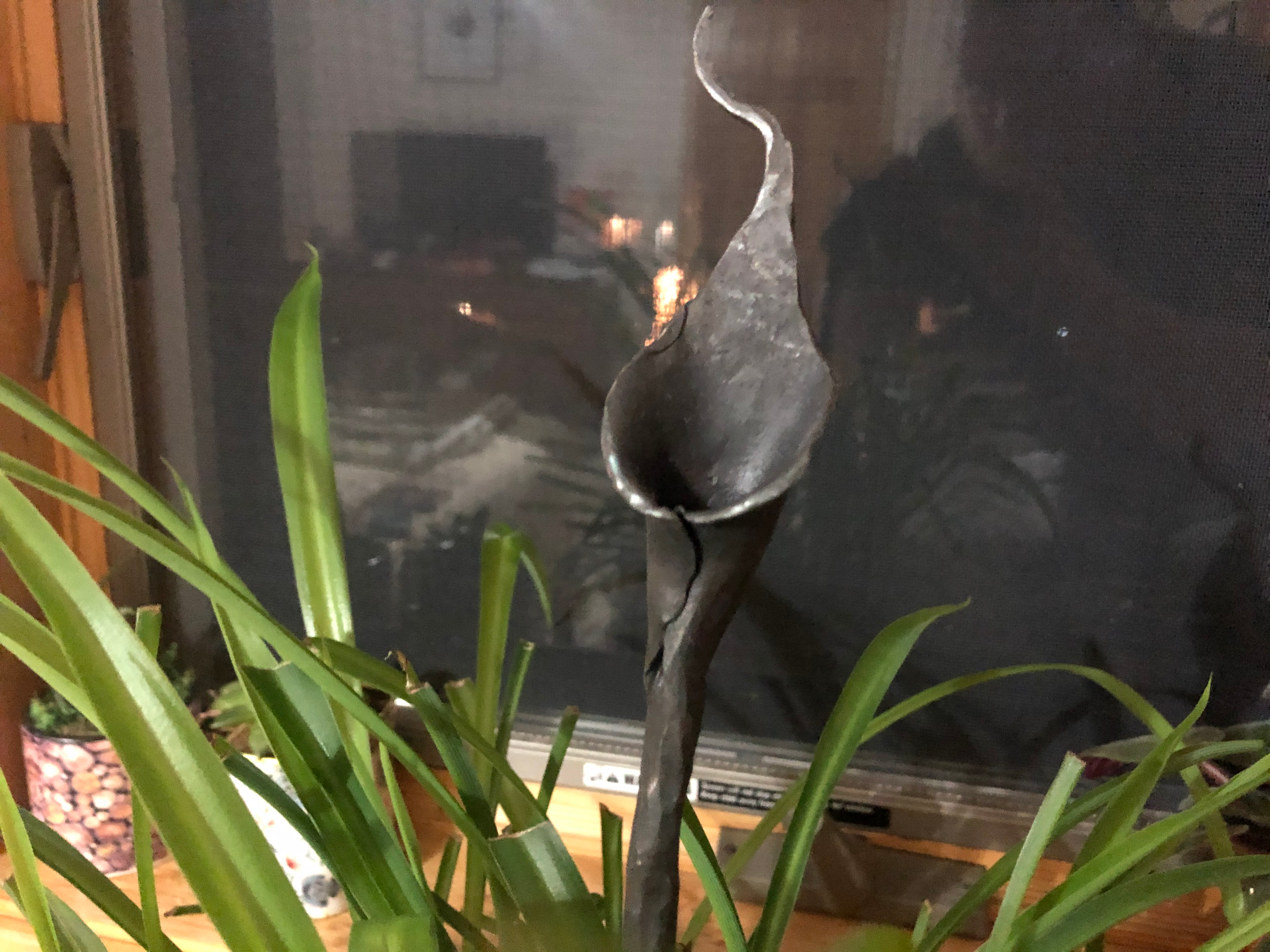 Calla Lily
