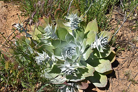 Chalk Dudleya