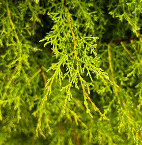 Tecate Cypress