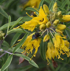 Bladderpod
