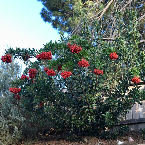 Toyon.jpeg