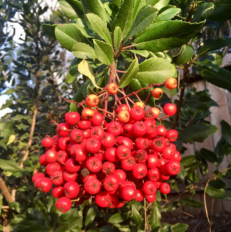 Toyon Berries.jpeg