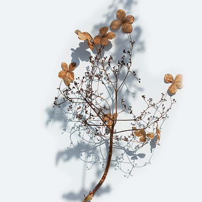 Dried botanical branch with delicate shadows against a pale background.