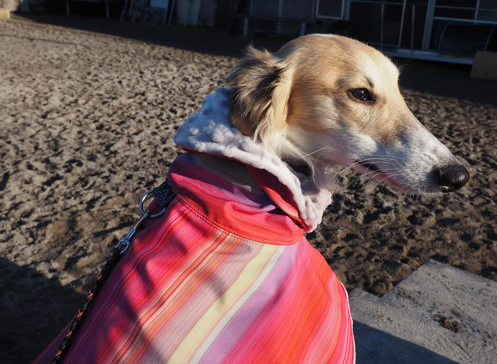Miniaturbild: Cape für Whippets und Windhunde