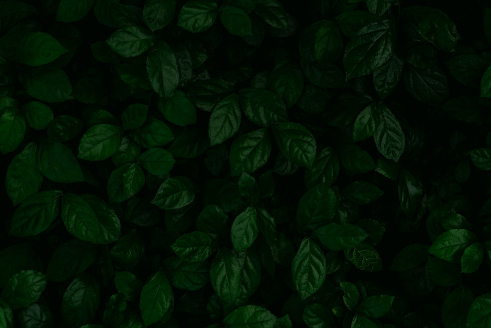 dense-dark-green-leaves-in-the-garden-emerald-gre-2026-03-18-04-35-18-utc.JPG