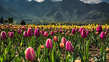 Kashmir-Spring-9.jpg
