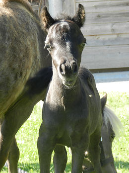 pouliche breeze 208.JPG