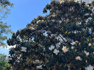 Magnolia