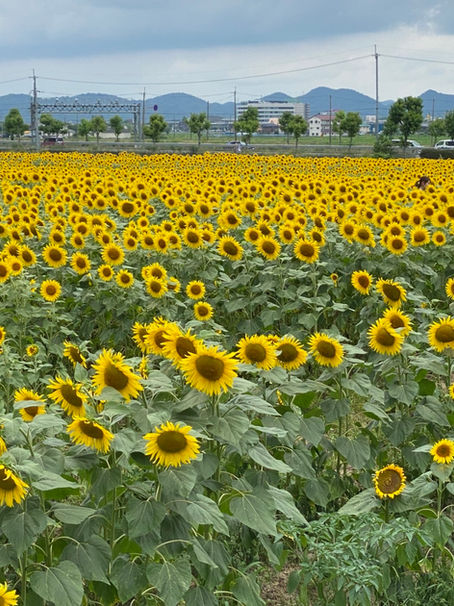 Souvenirs du Japon après une longue absence                      ～久しぶりの日本滞在～