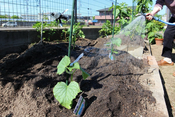 夏野菜を植えました