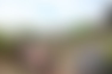 夏野菜の苗を植えました