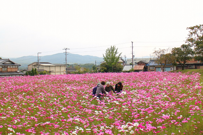 コスモス満開　ピクニック