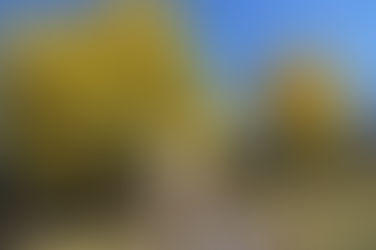 紅葉が見頃です